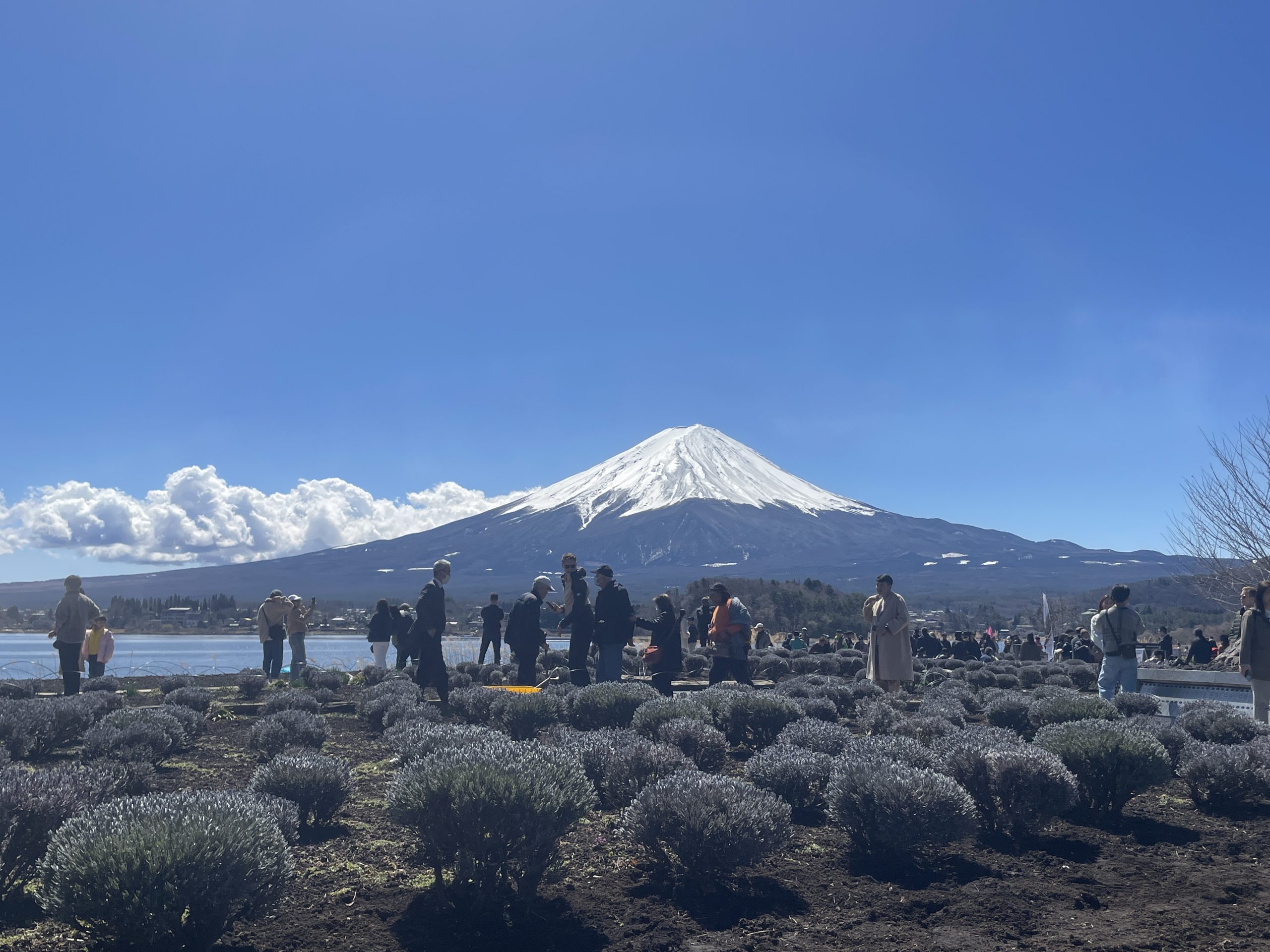 Mt Fuji viewed from Lake Kawaguchi